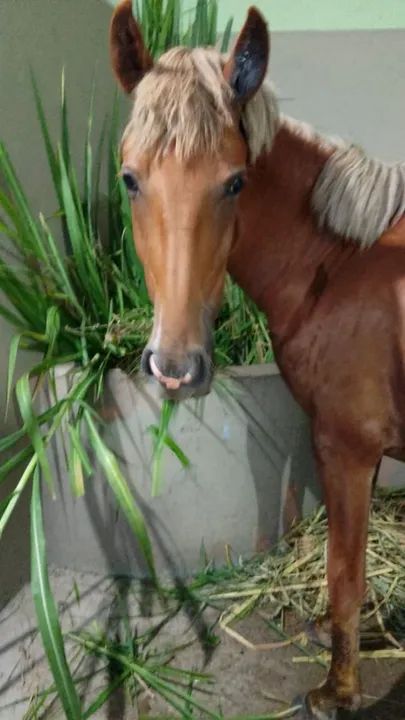 Cavalo castanho para venda