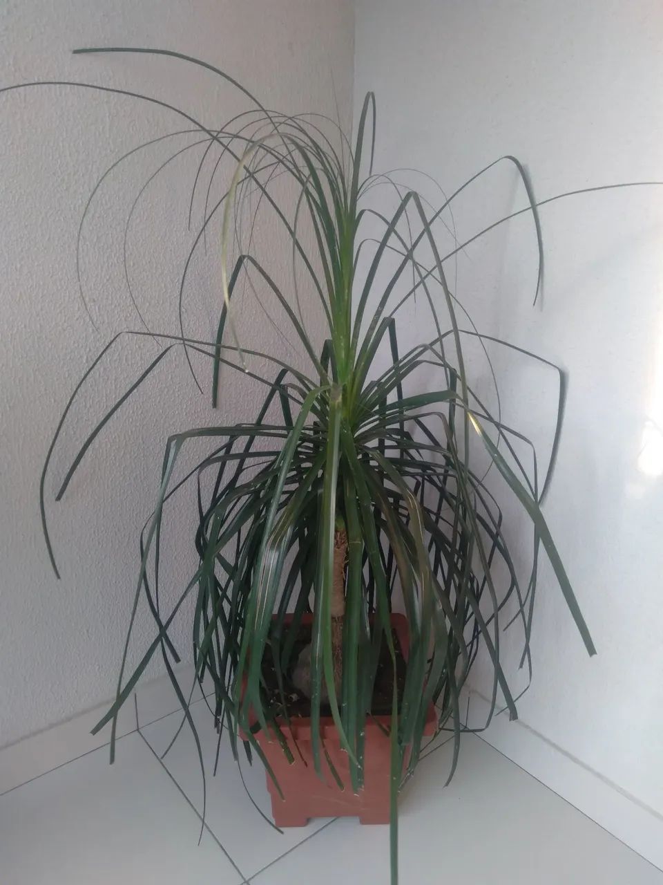 Planta espada de São Jorge  - Foto 6