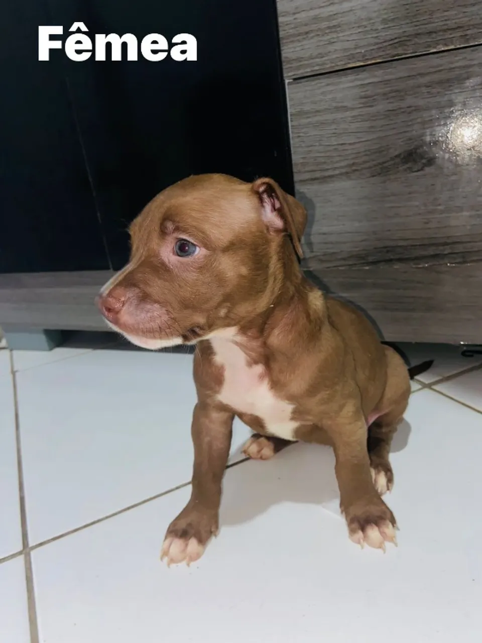 Filhotes de Pitbull Rednose