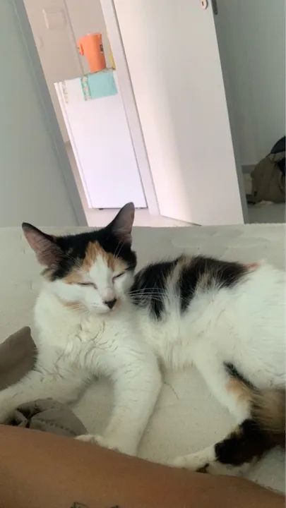 Doação responsável uma gatinha tricolor  - Foto 4