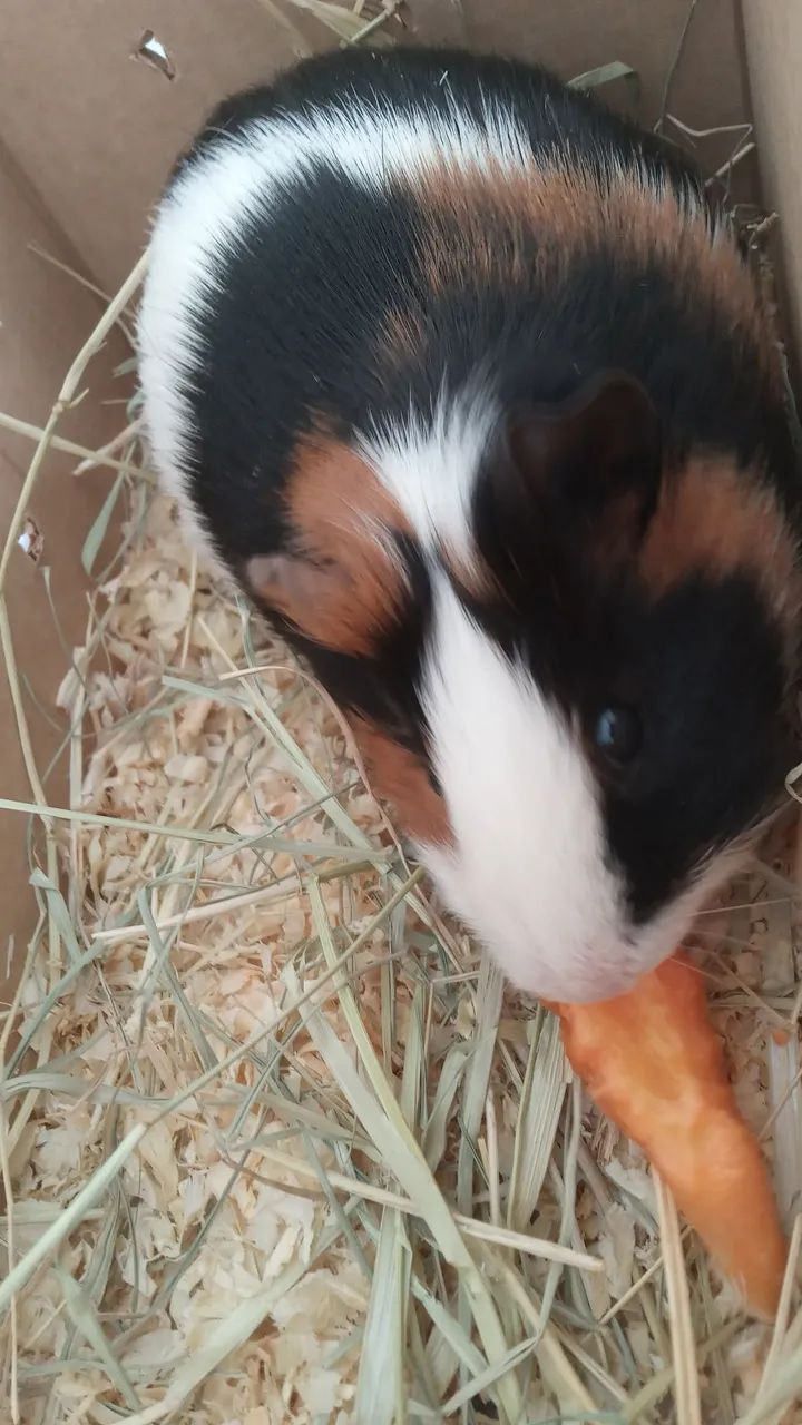 Porquinho da índia macho! - Foto 2