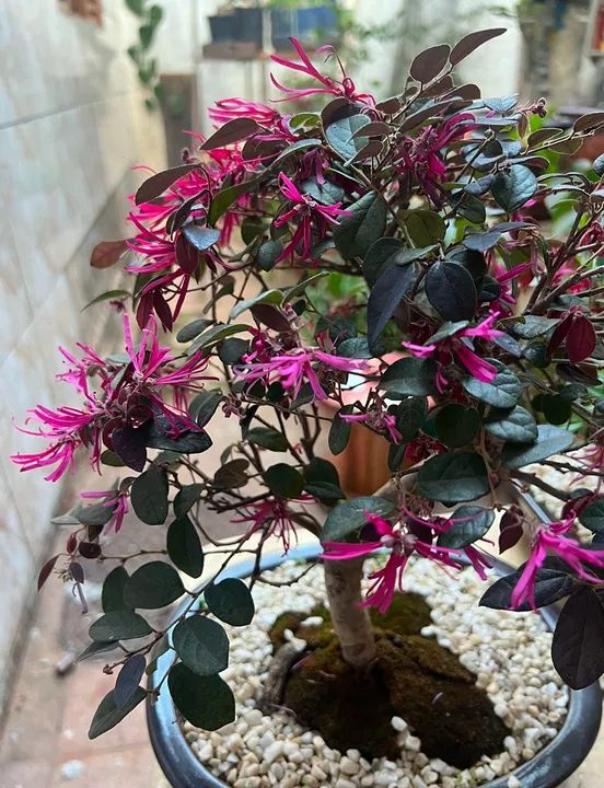 Bonsai Loroperalum - 12 anos 