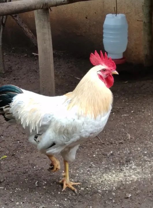 Vendo 02 galos novos - Foto 2