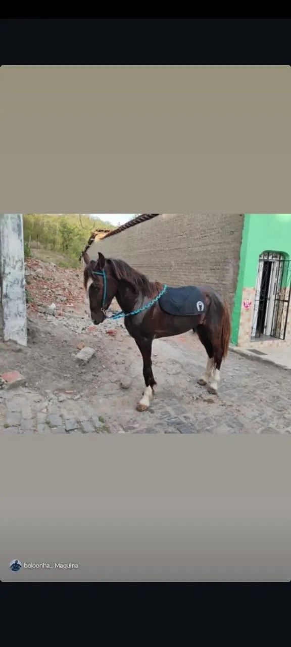 Cavalo Apolo