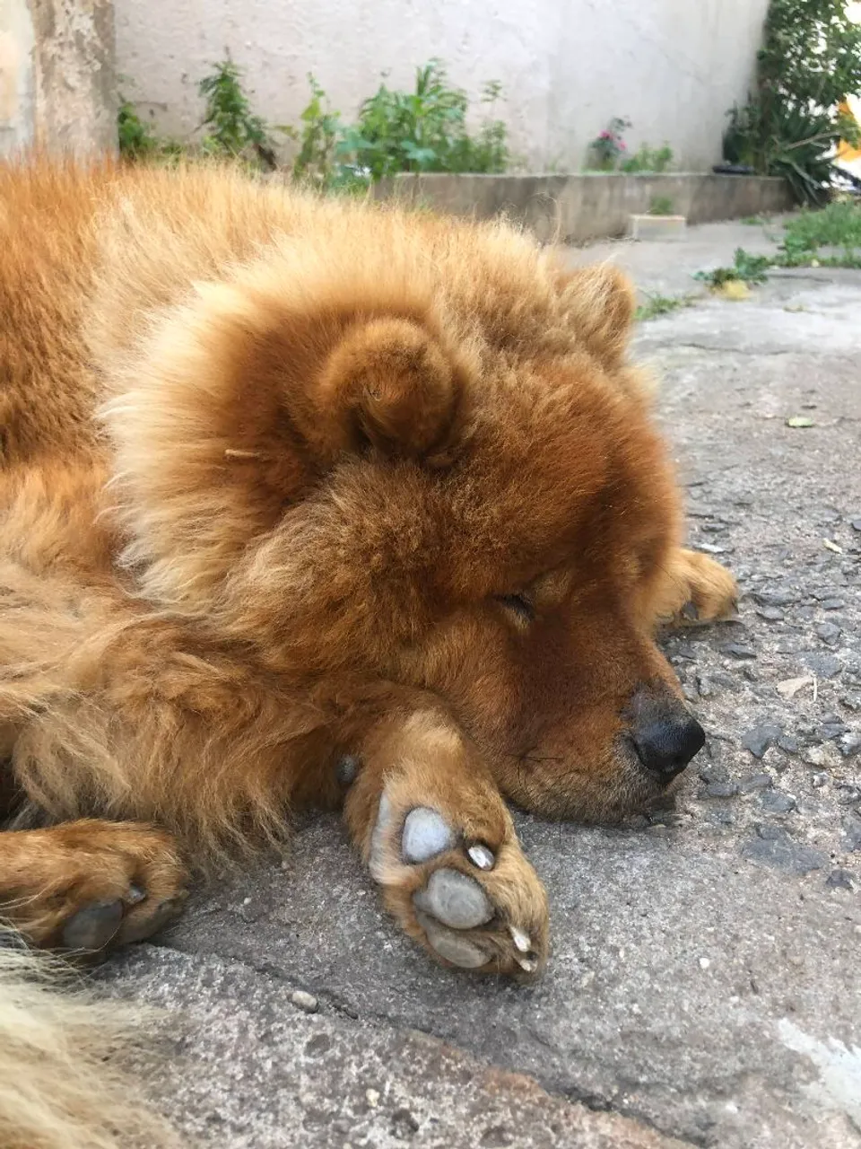 troco Chow Chow Fêmea