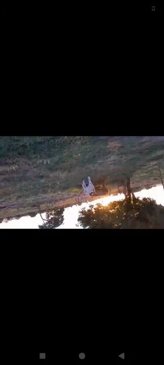 Vaca parida de fêmea. Tenho vídeo  - Foto 6