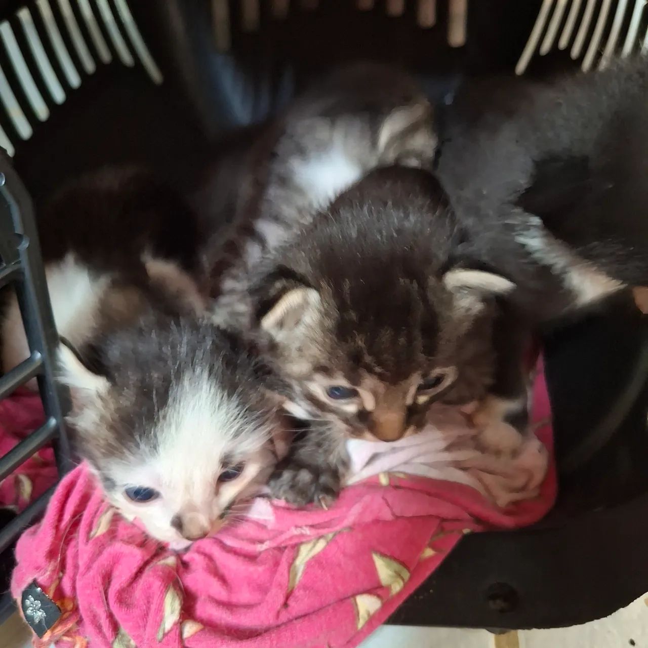 4 gatinhas fofinhas para adoção - Foto 4