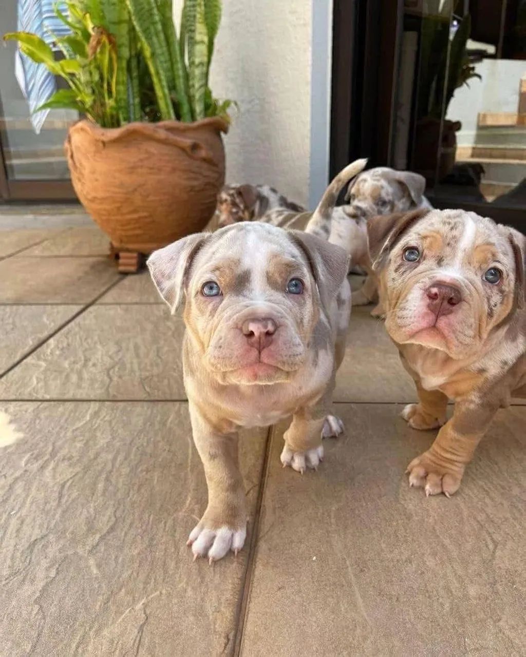Super promoção/ canil registrado / american bully a partir de 1999