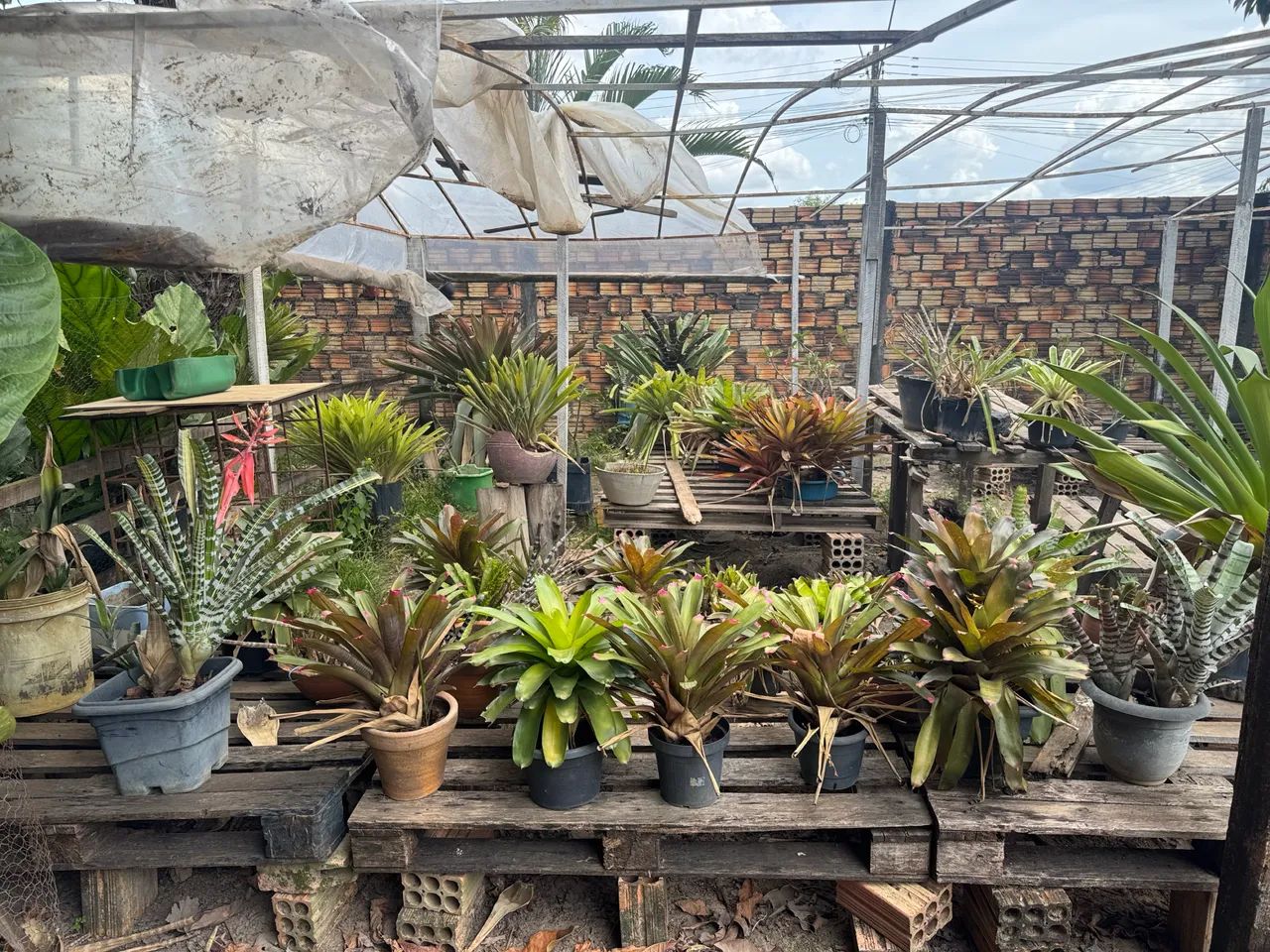 Plantas64294099085699123