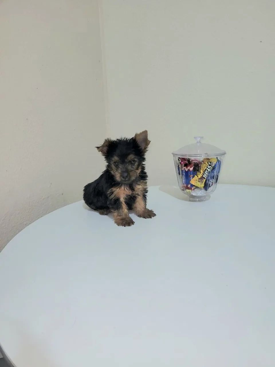 Yorkshire Terrier Filhote - Foto 2