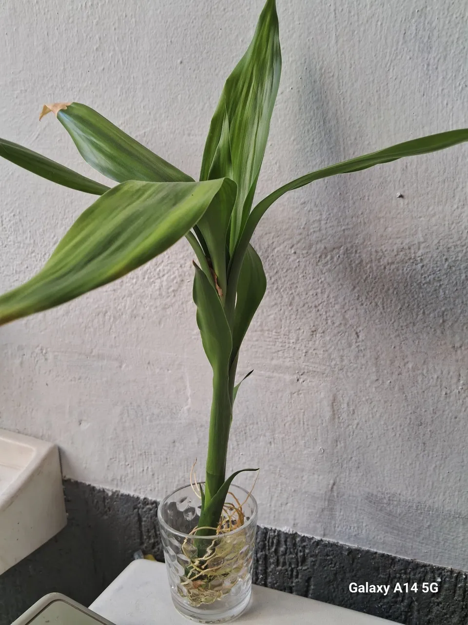 Planta Dracena em Vidro