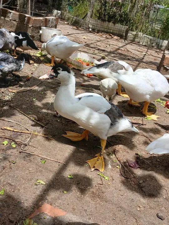 Vende-se patos