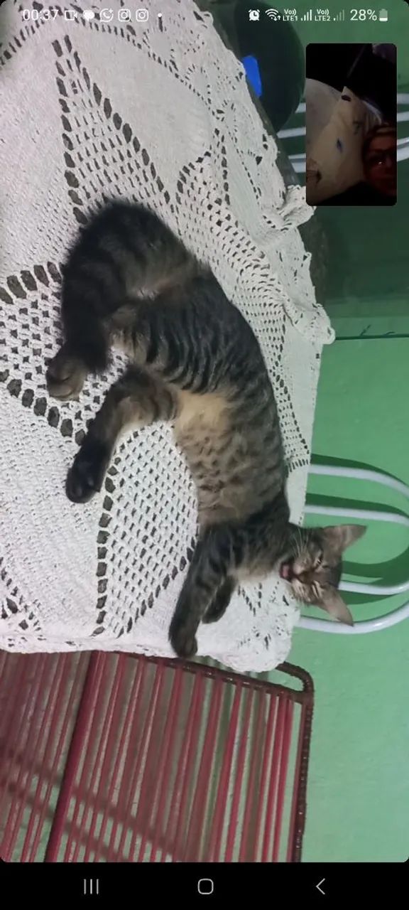 Gatas para doação 0800 de graça free grátis  - Foto 5