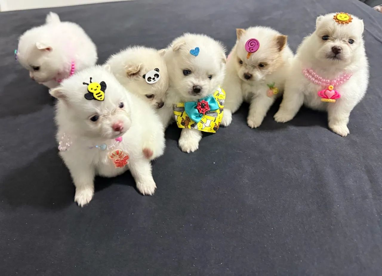 Lulu da Pomerania fêmea 