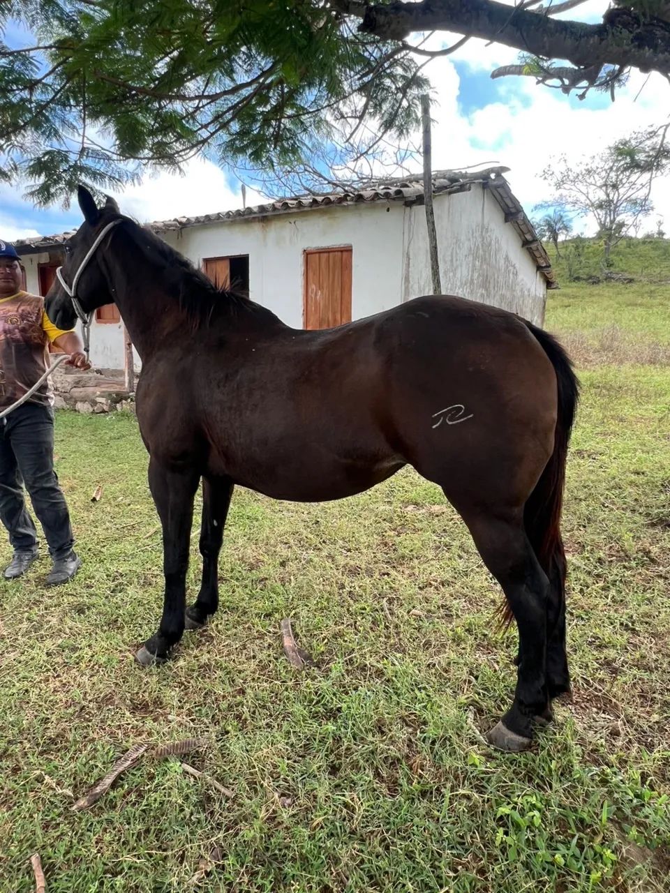 Égua preta quarto de milha   - Foto 4