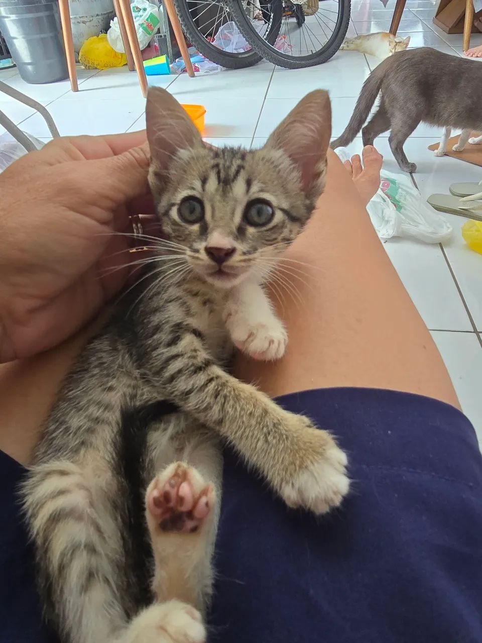 Gatinhos para Doação  - Foto 2