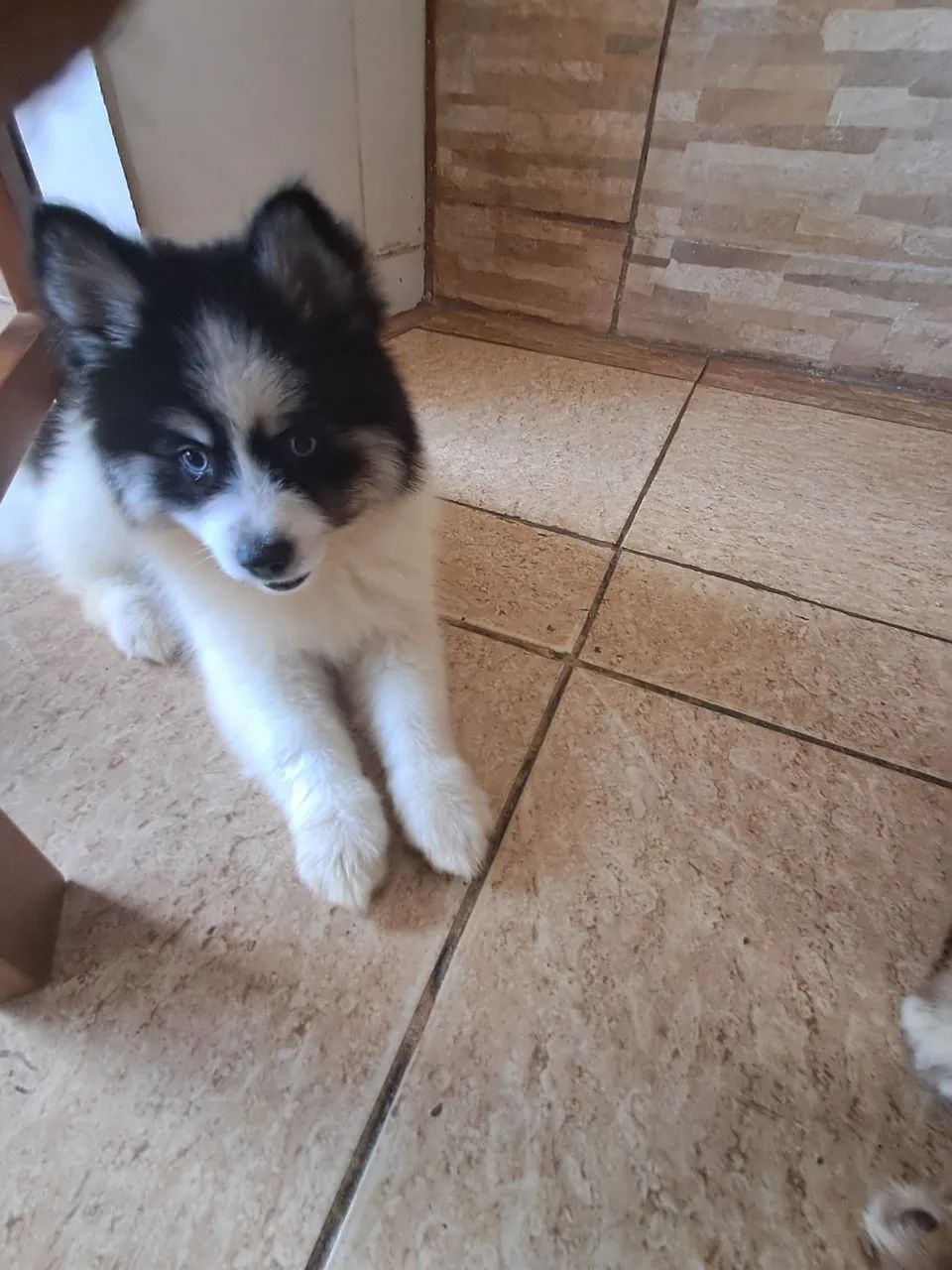 ANIMAIS DE ESTIMAÇÃO  - Foto 3