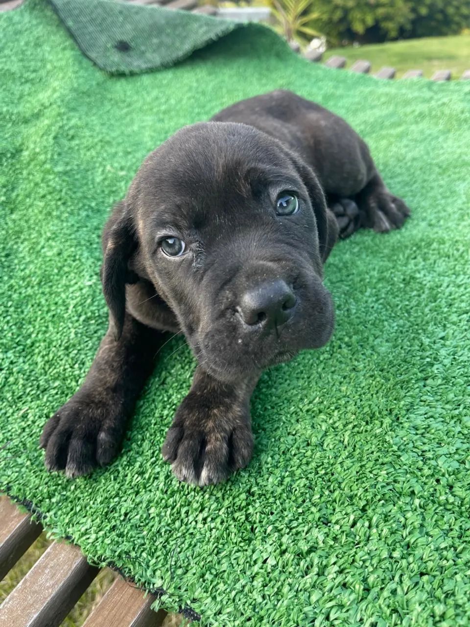 Filhote de cane corso 