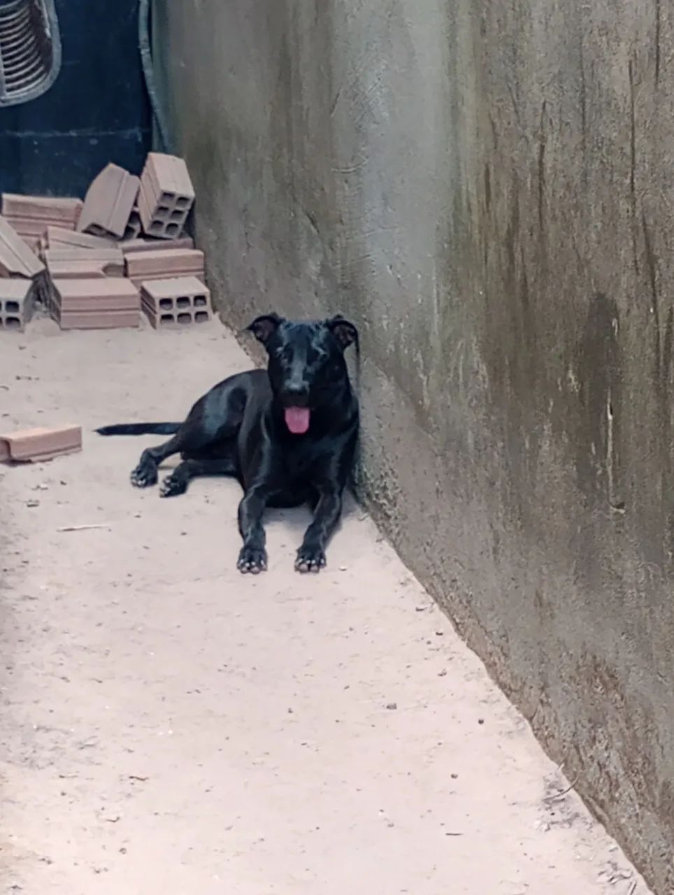 Cachorro Para Adoção  - Foto 4