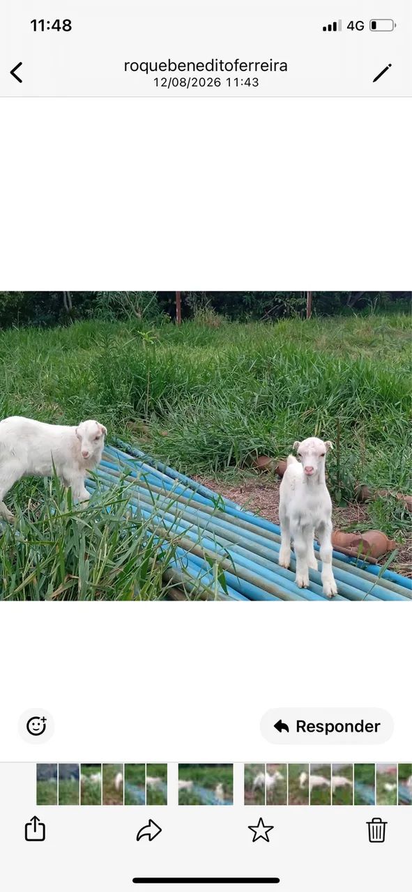 Vendo cabra - Foto 2