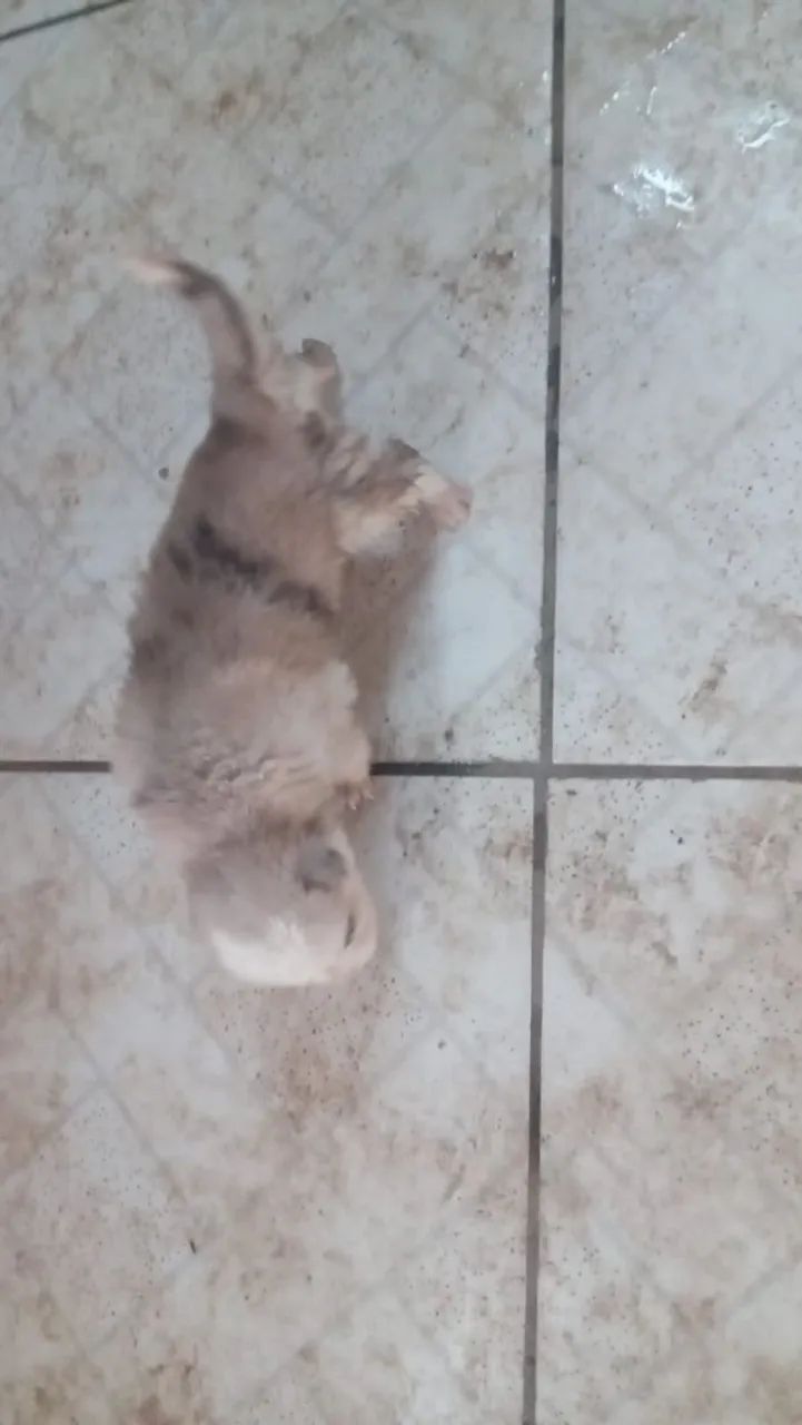 Filhotes de husky siberiano puro  - Foto 2