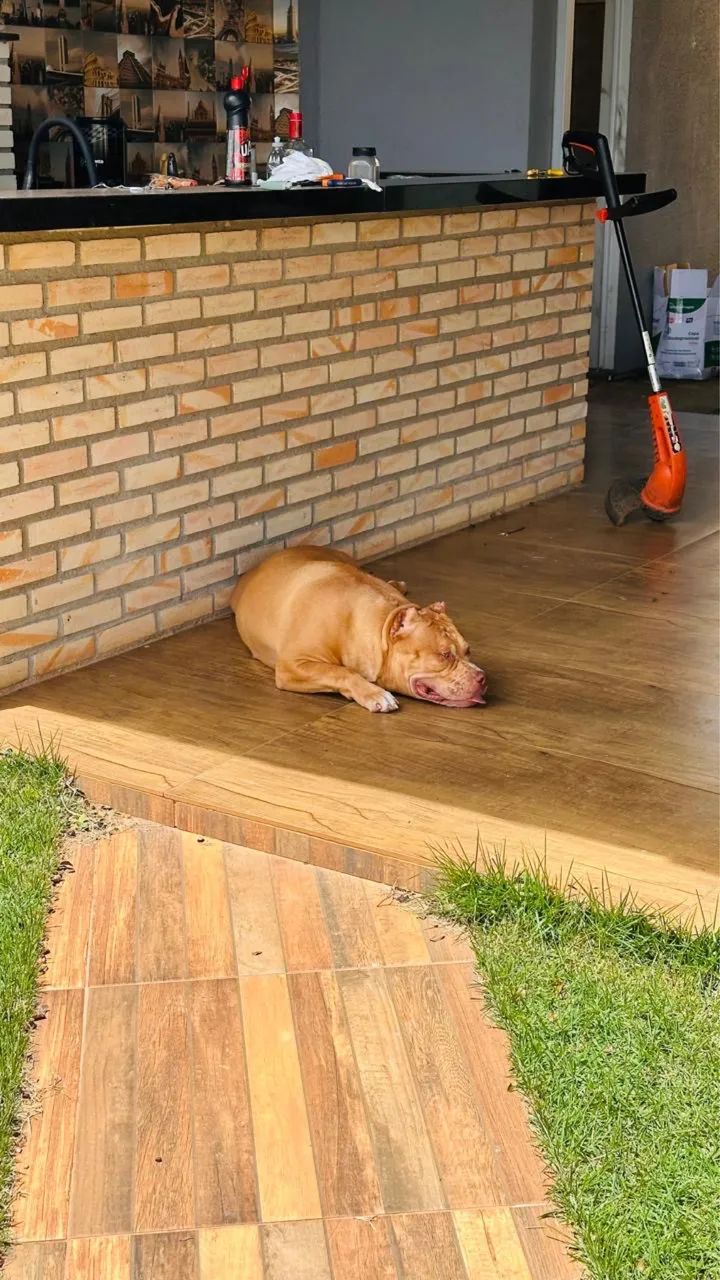 Pit Monster fêmea - dócil e sociável 10 meses  - Foto 2