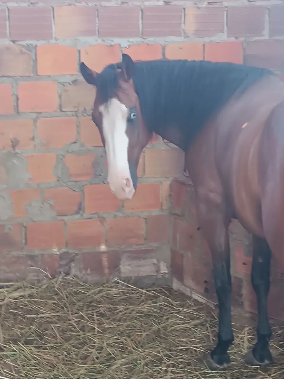 VENDE ESTE CAVALO - Foto 2