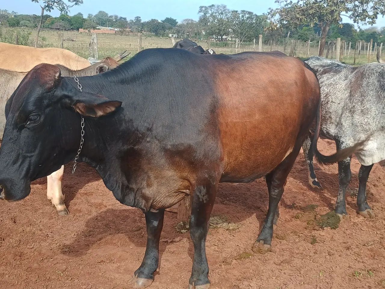 Vaca leiteira  - Foto 2