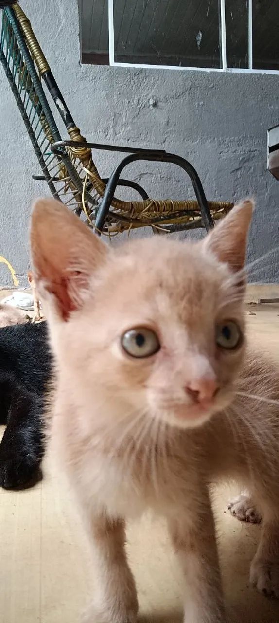 ? DOAÇÃO DE GATINHOS ? - Foto 4