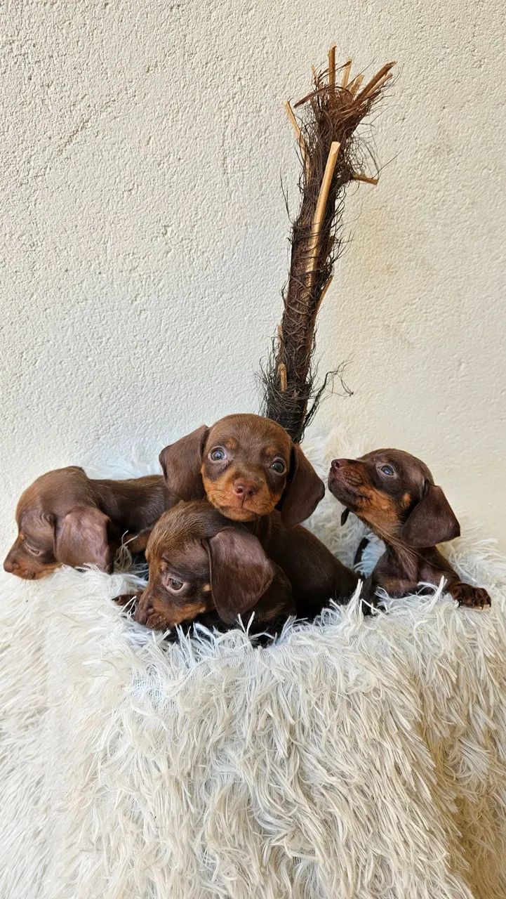 Basset - Salsicha  - Foto 2