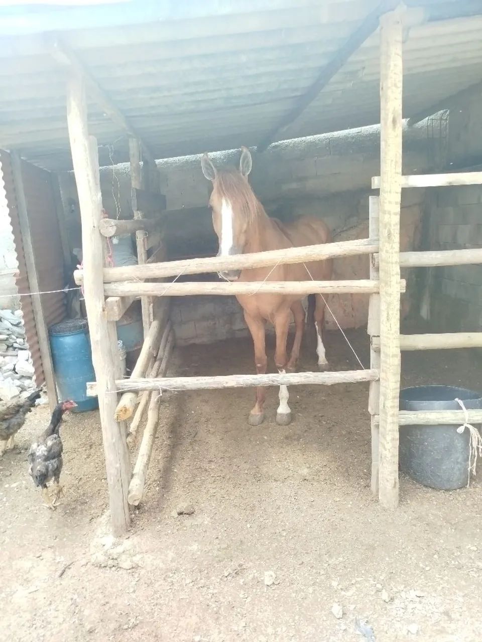 Vendo este lindo cavalo  - Foto 5