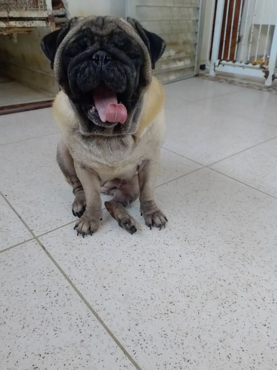 Pug fêmea  - Foto 2