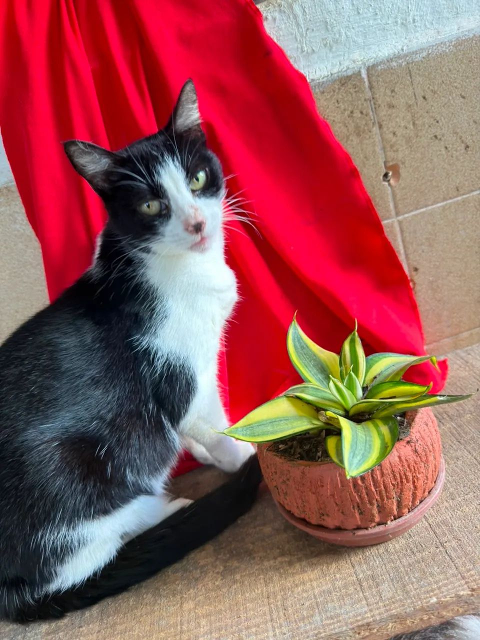 Gata Castrada Frajola