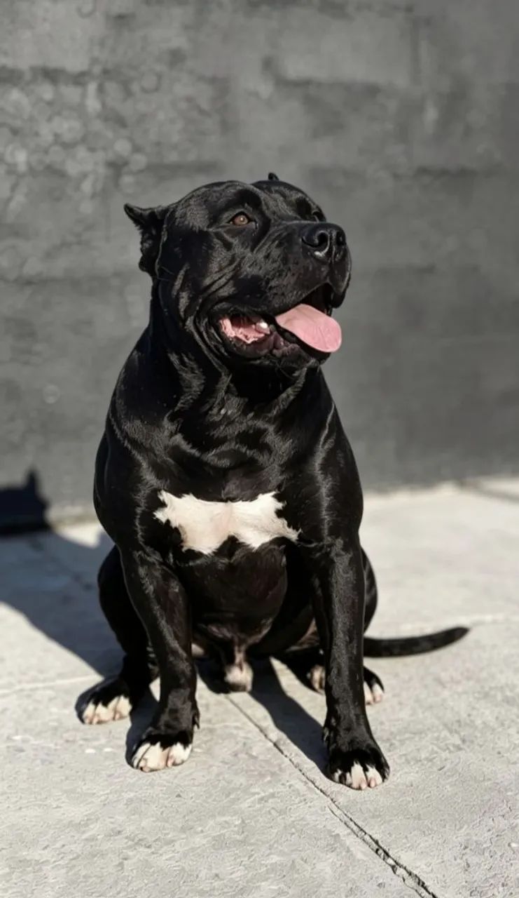 Pitmonster Macho - Foto 4