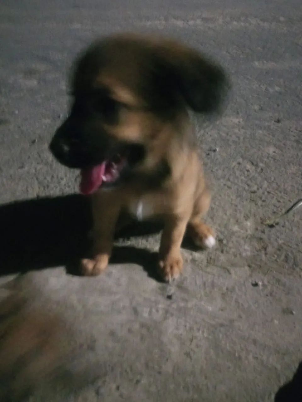 Cadelinha para doação - Foto 2