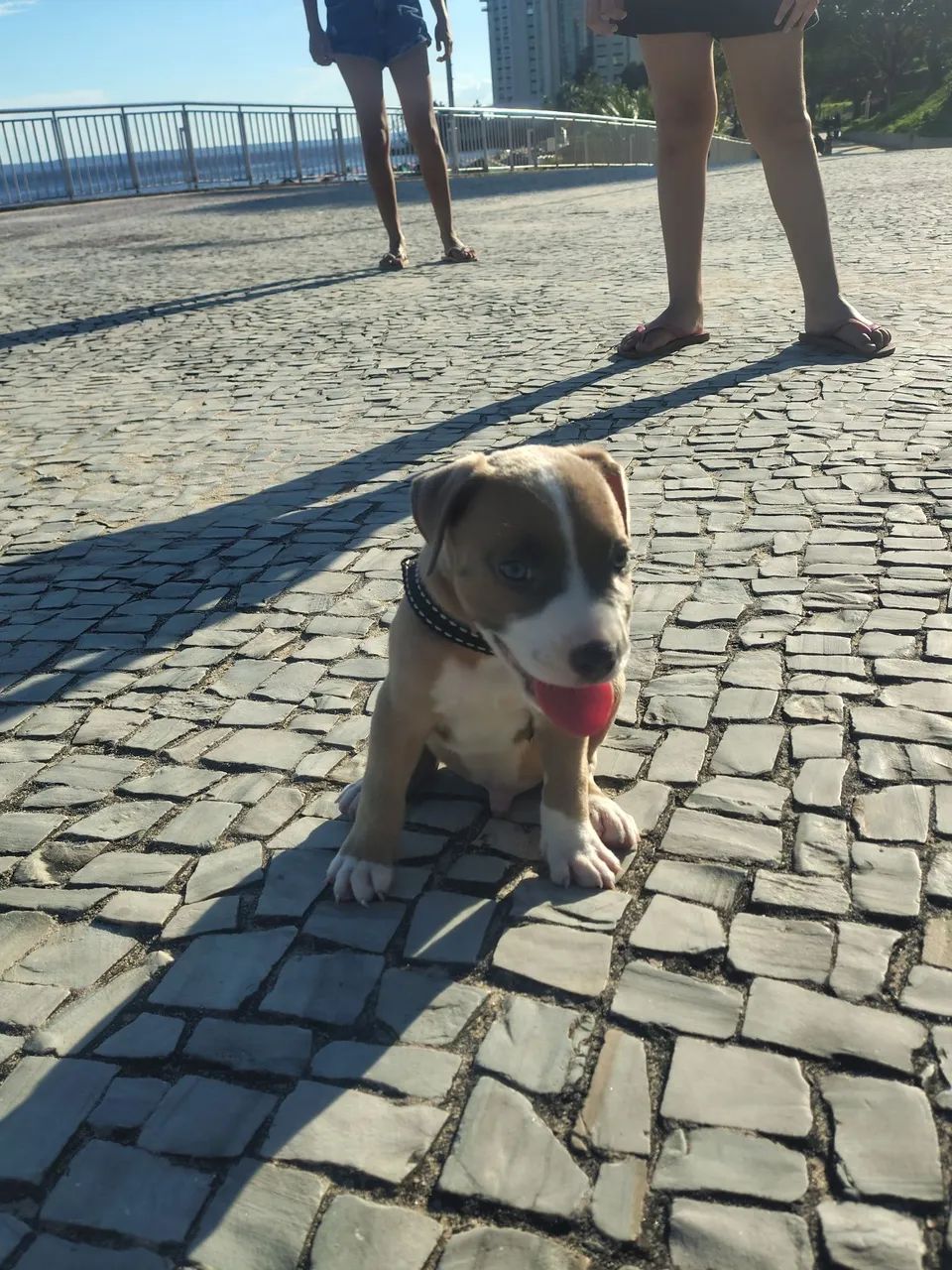 Vendo Pitbull 2 meses - Foto 2