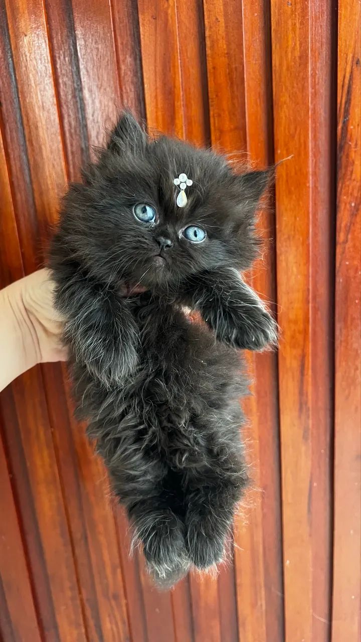 Vendo Gatinha persa  - Foto 3