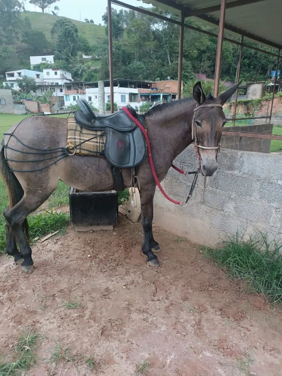 Mula muito mansa - Foto 2
