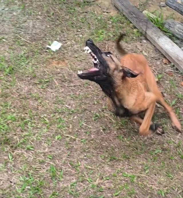 Pastor Belga Malinois - Foto 3
