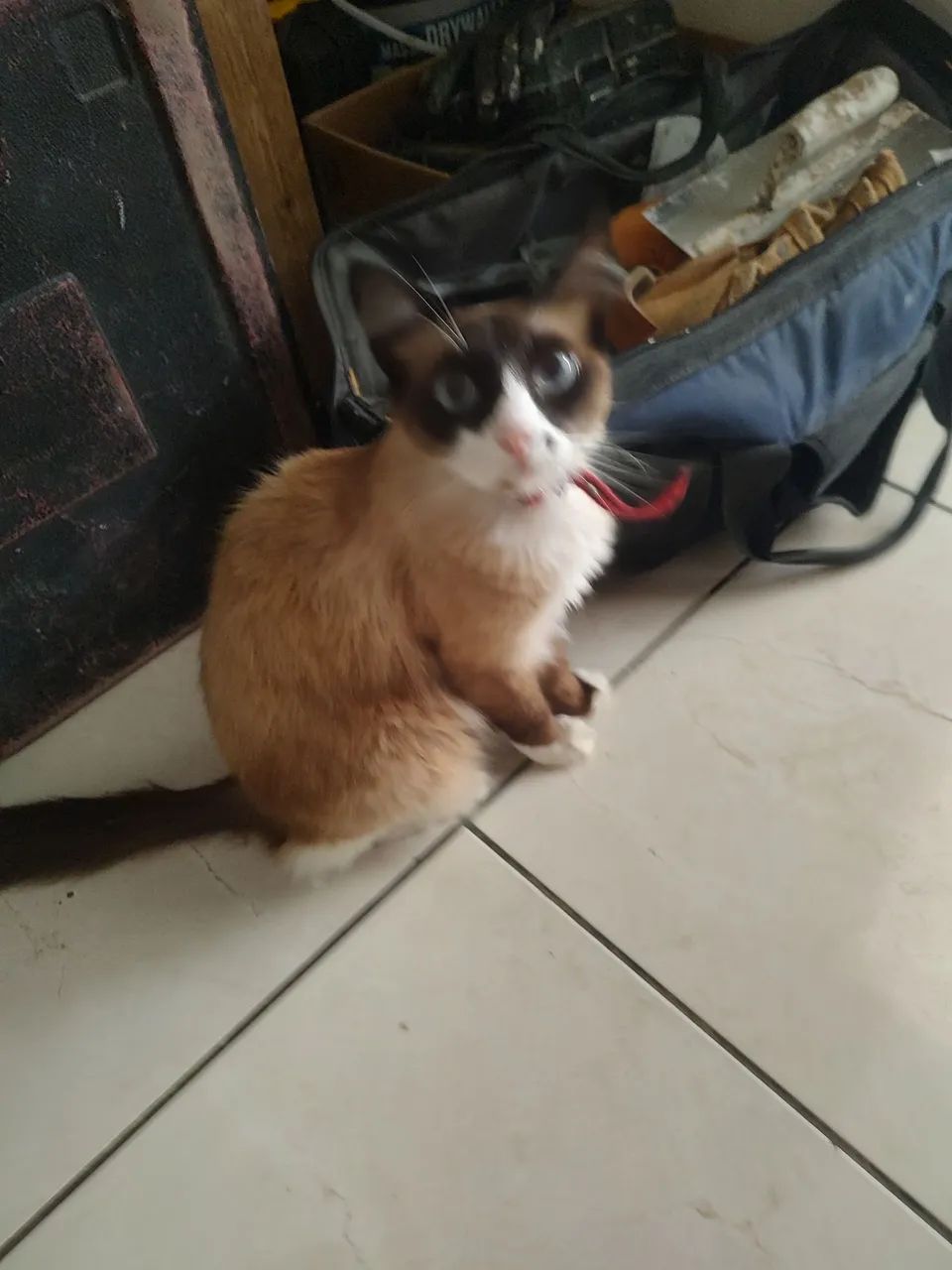 Gata castrada doação  - Foto 2