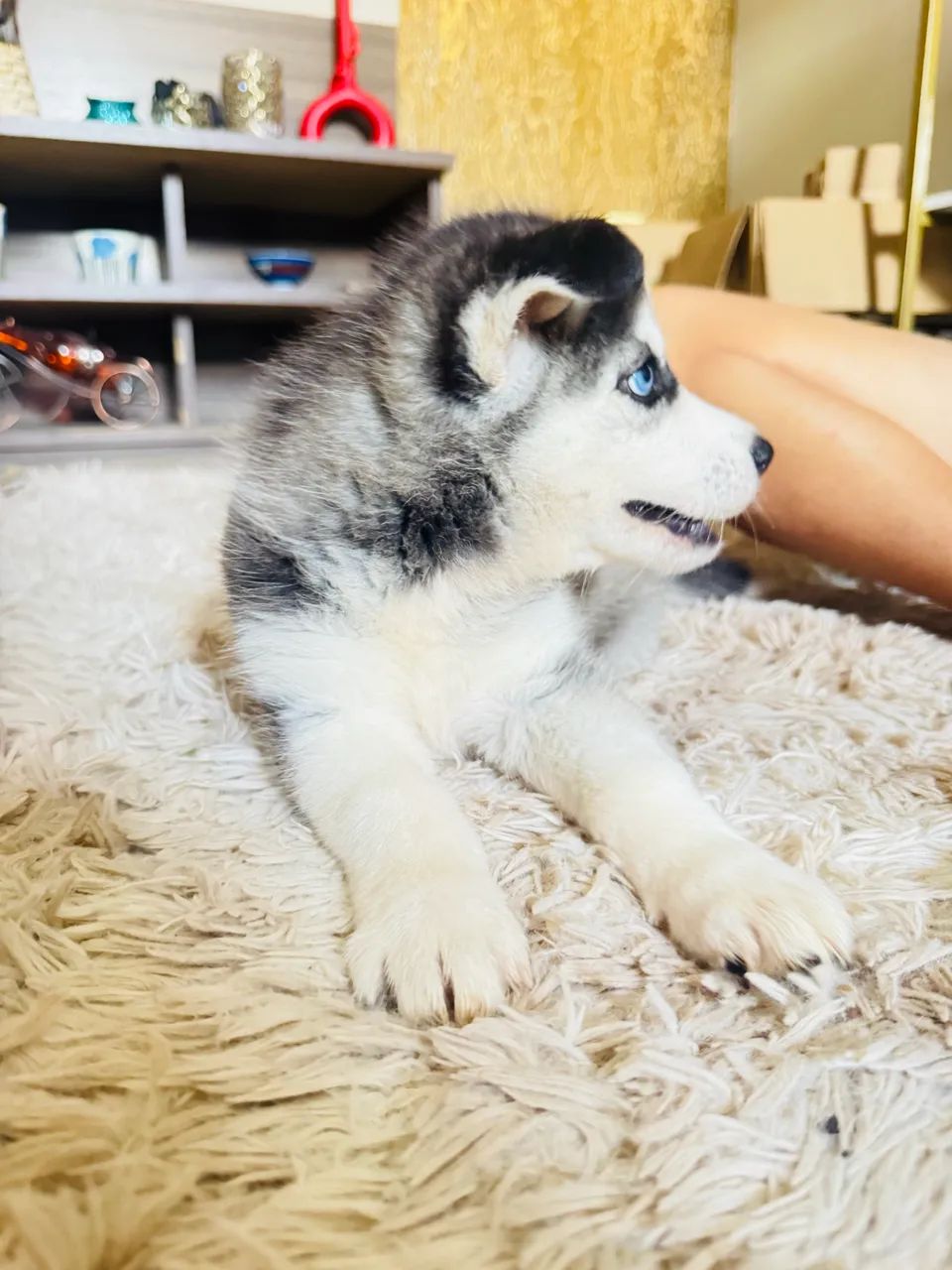 Haskey fêmea  - Foto 5