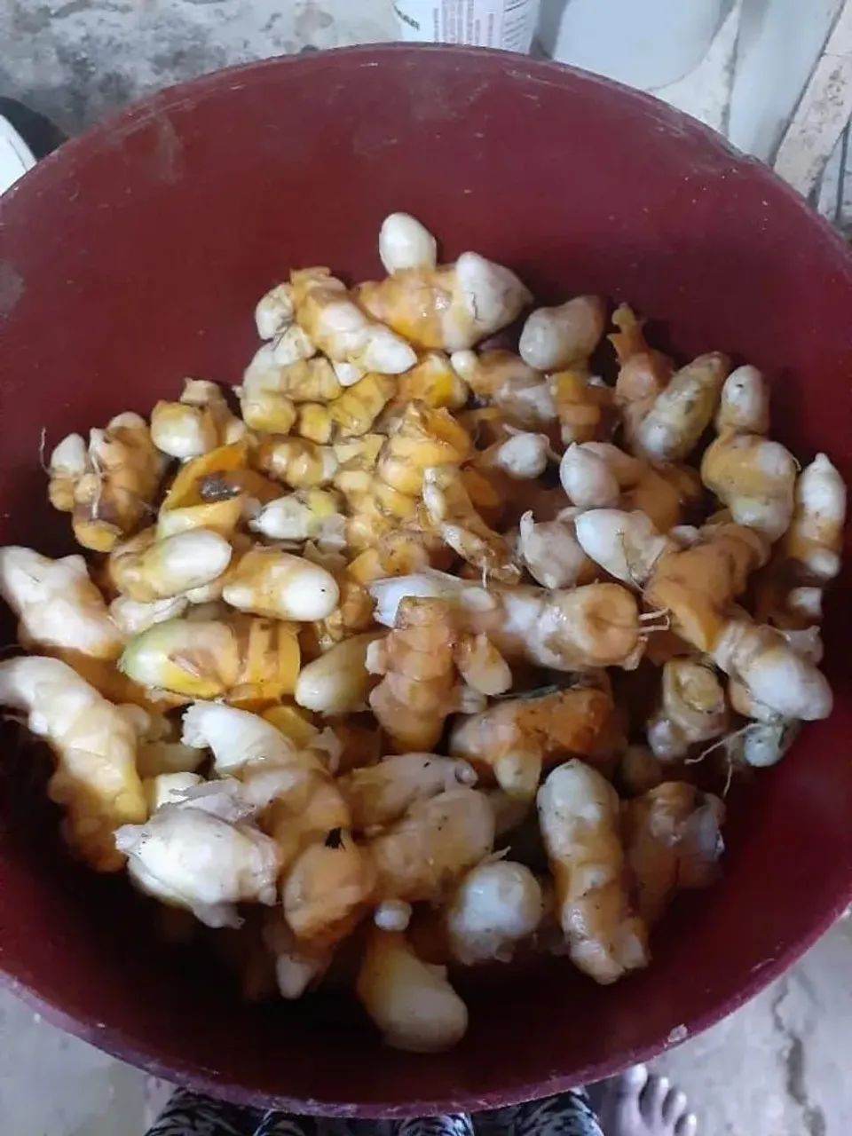 Açafrão curcuma 