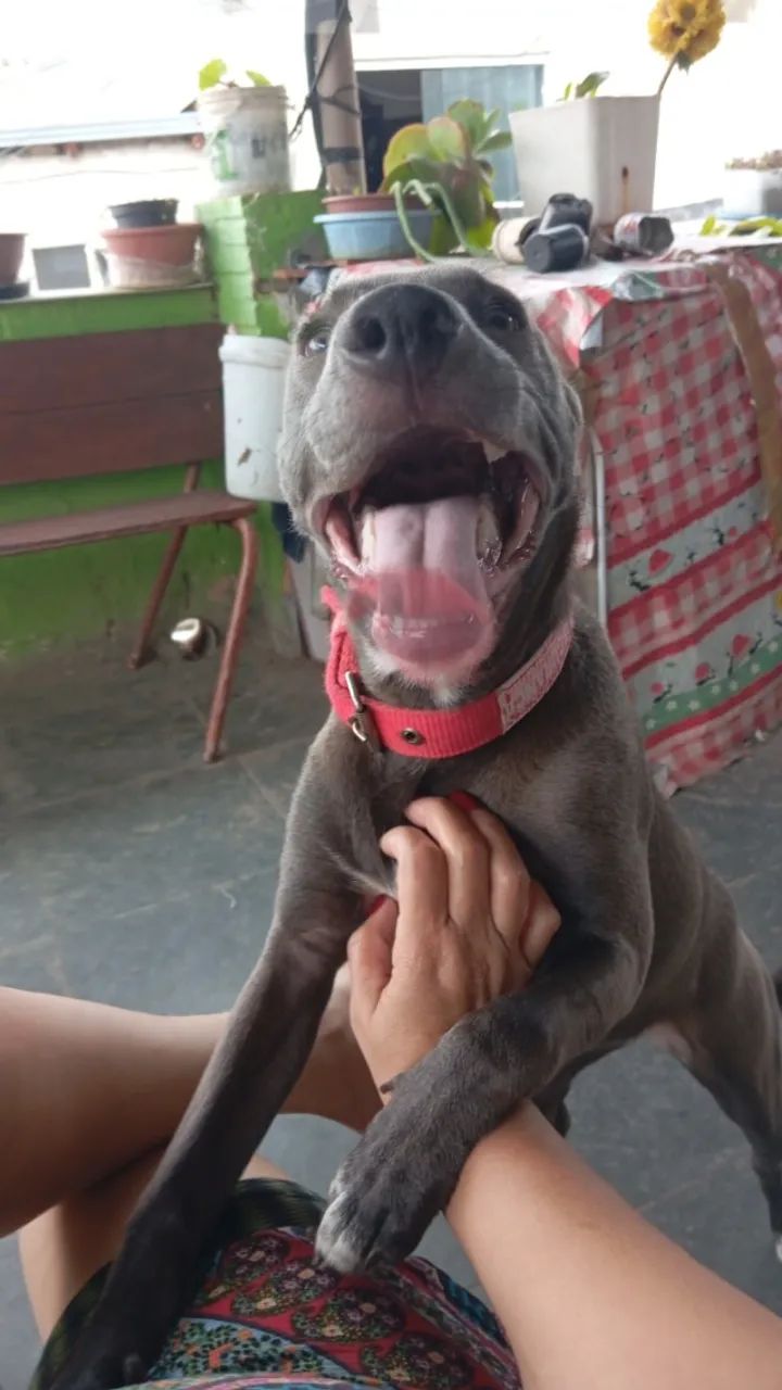 Doação de cães  - Foto 3