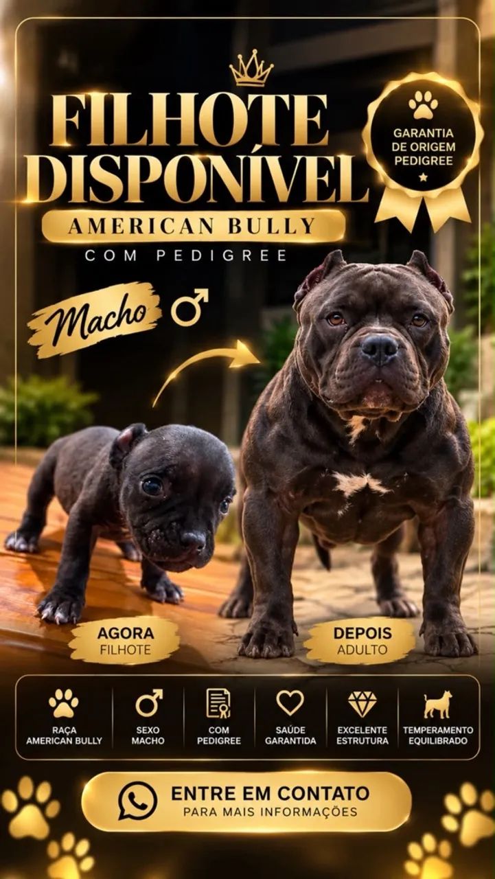  American Bully - Foto 4