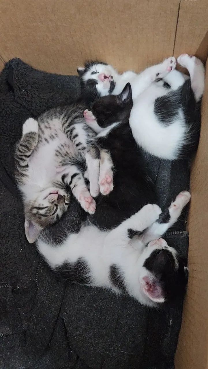 Doando gatos - Foto 2