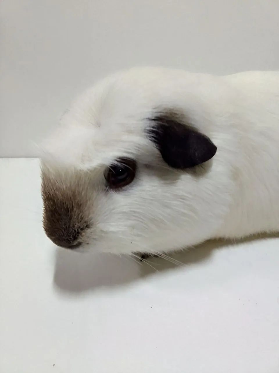 Porquinho da Índia Califórnia 