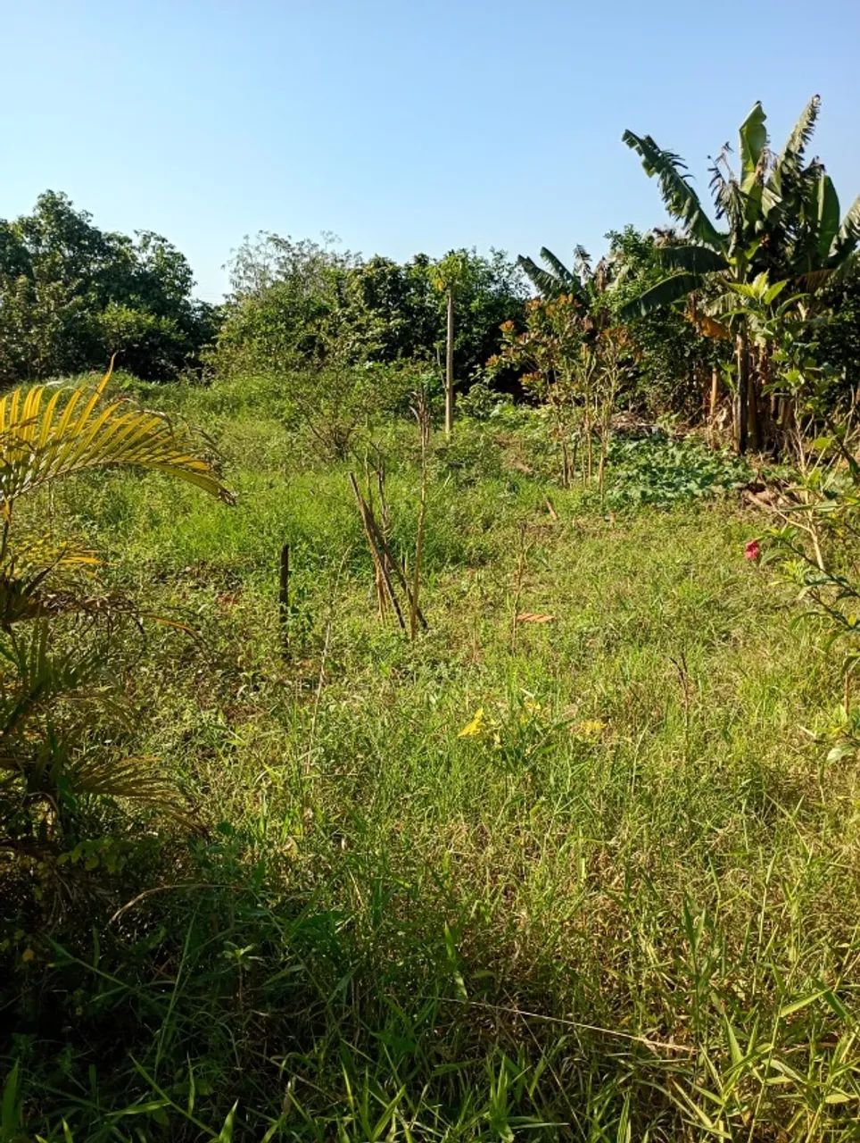 2 Terrenos Juntos a venda 600M² - Foto 5