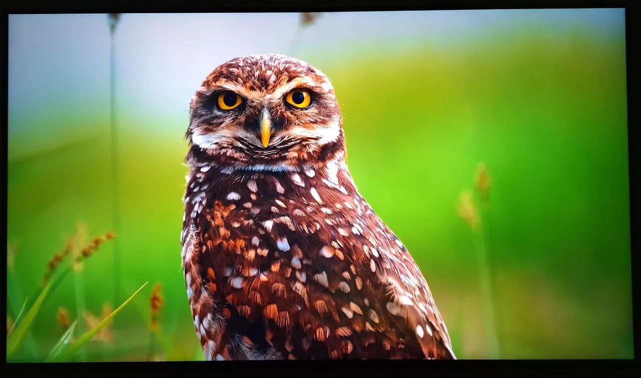 Smart TV 4K LG QNED 55 polegadas  - Foto 2