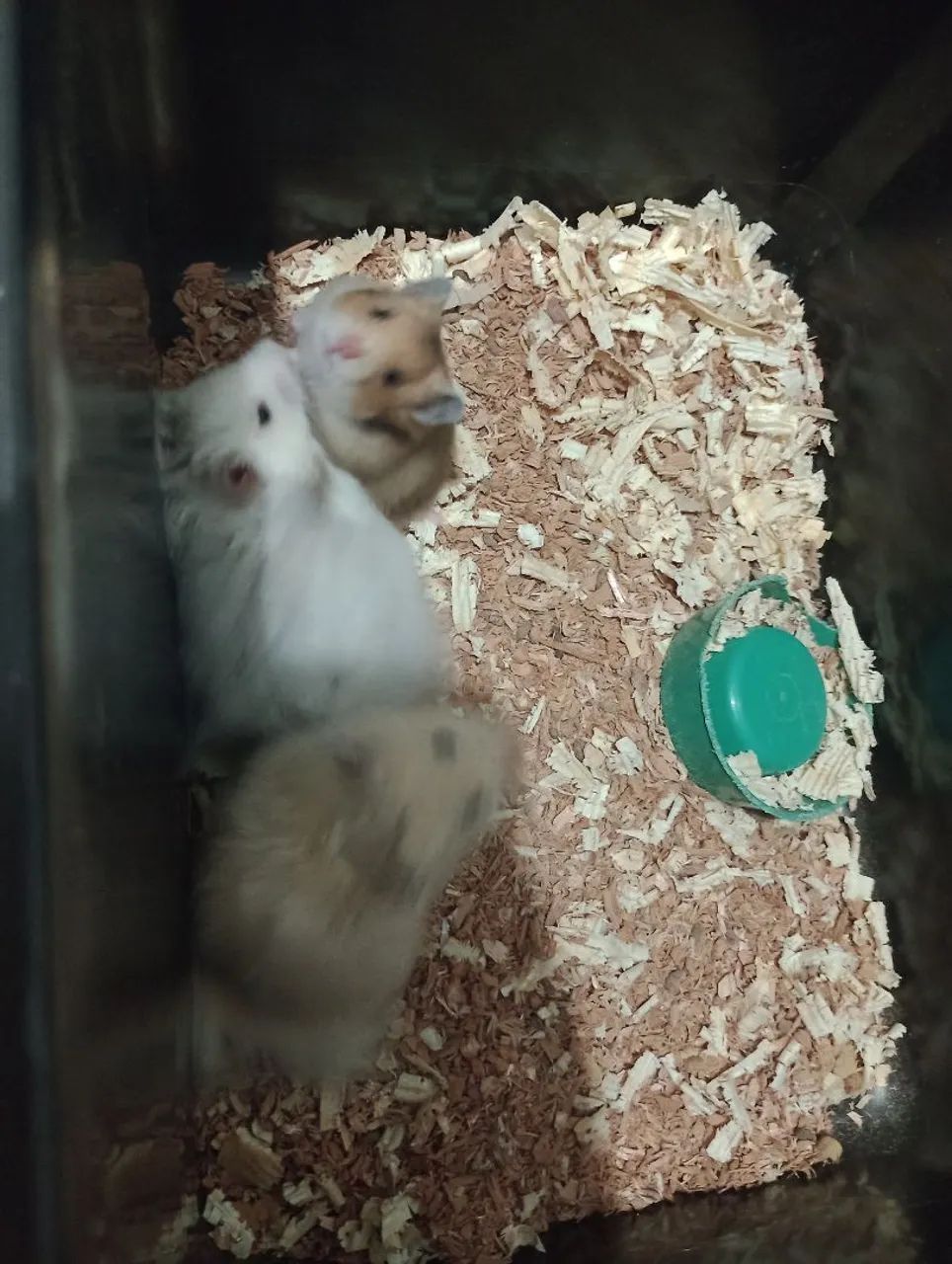 Hamster  - Foto 3