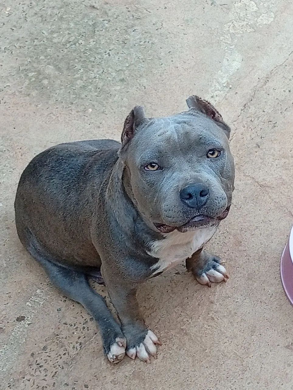 Cadela top muito dócil e ótimo temperamento ... Obs : ela não é micro ? - Foto 3